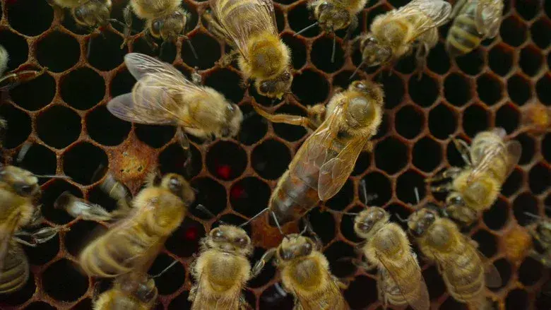 Bees crawling on a honeycomb in close-up photo.