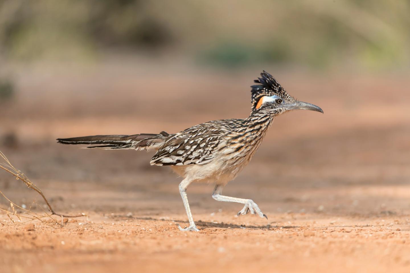 Roadrunner walking on sandy ground with blurred background.