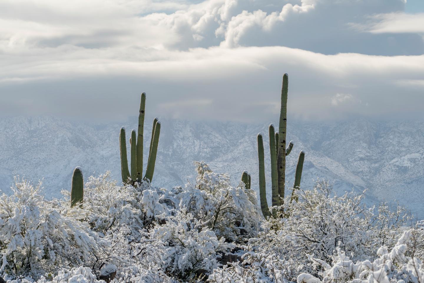 Cacti and snow-covered desert landscape under cloudy sky.