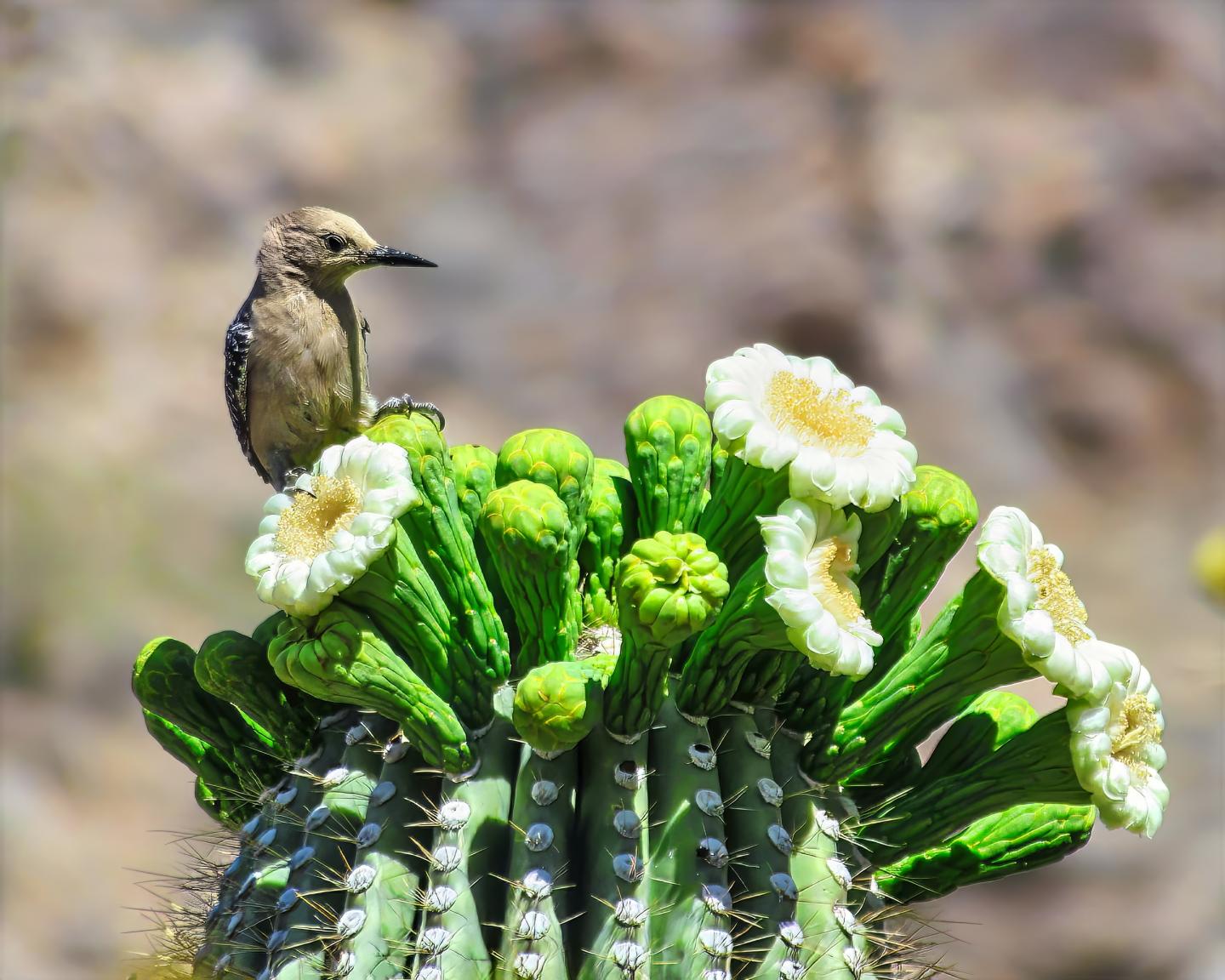 Cactus wren perched on blooming saguaro cactus with white flowers.