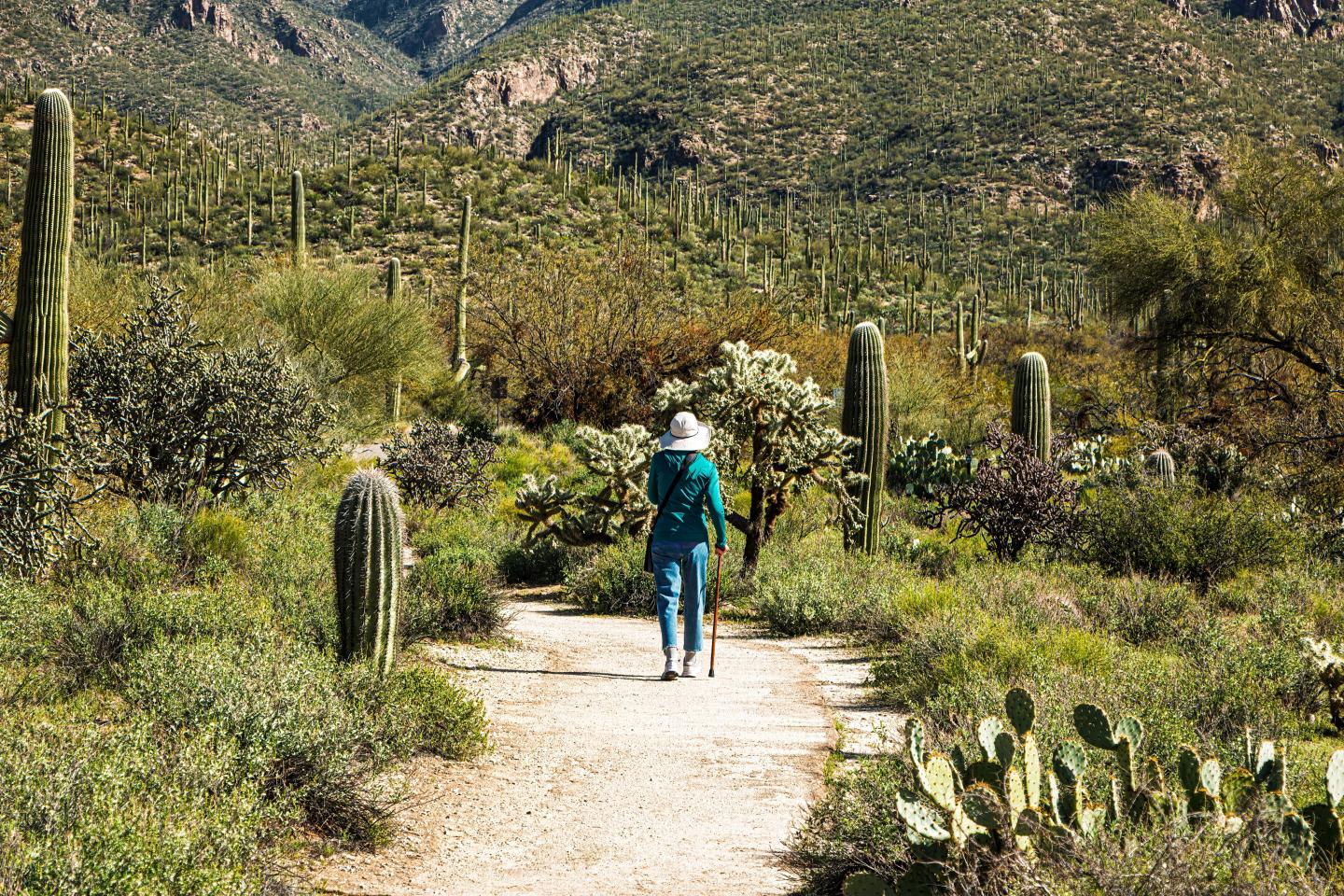 Person walking on desert trail surrounded by cacti and mountains.