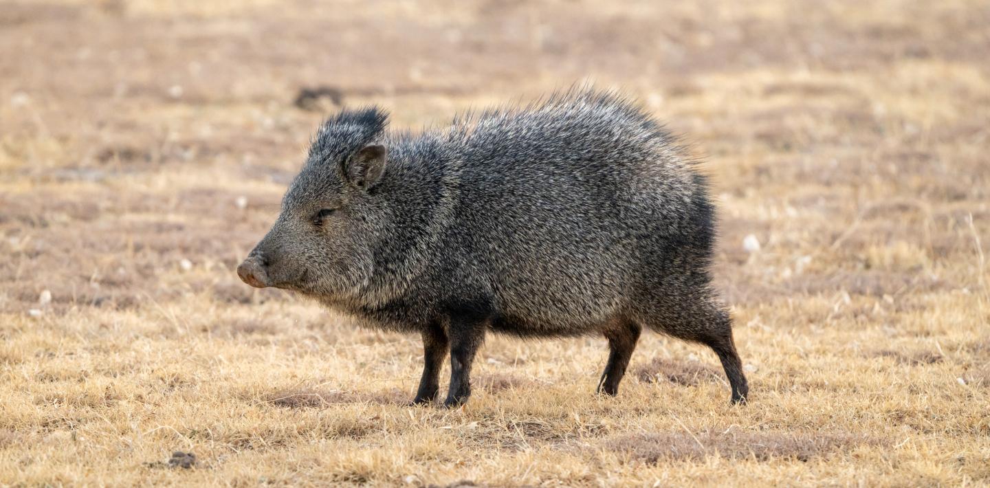 Javelina standing on dry grassland.
