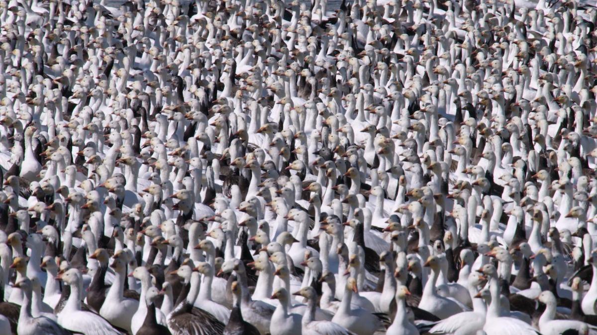 Flock of snow geese densely packed together.
