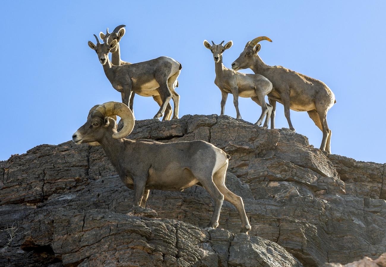 Bighorn sheep standing on rocky hill under clear blue sky.