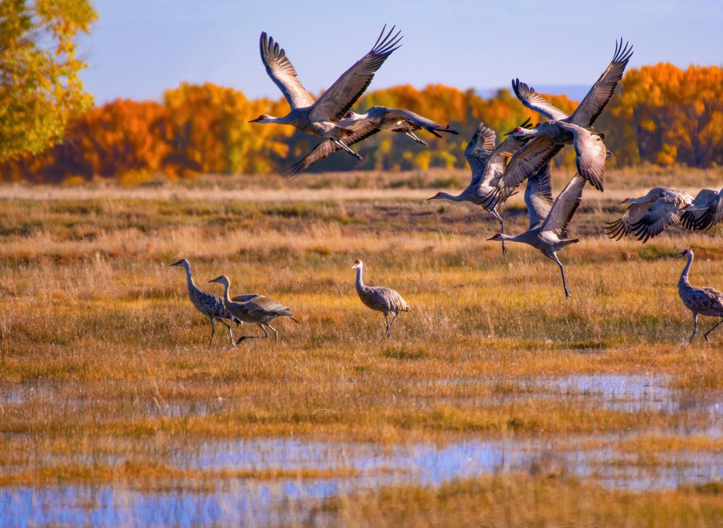Sandhill Cranes flying and walking over a colorful autumn wetland at Great Sand Dunes National Park.