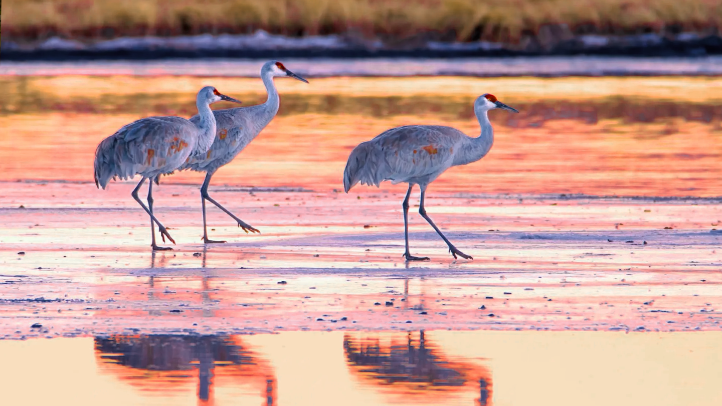 Three cranes wading in shallow water at sunset, with pink and orange reflections.