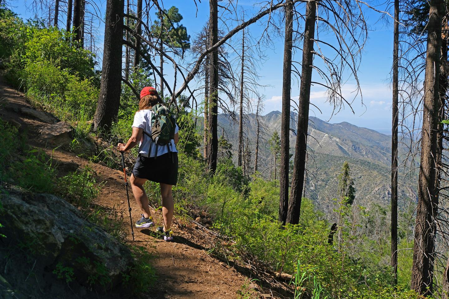 Hiker with backpack and red cap walking on a mountain trail through trees.