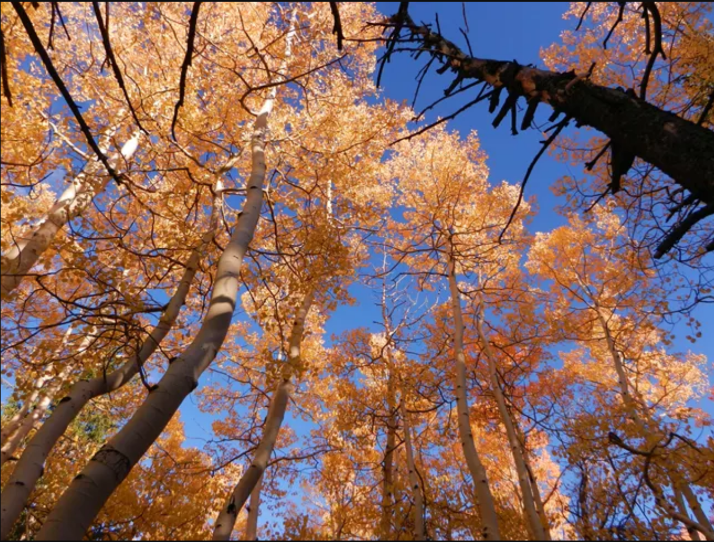 Golden autumn trees against a bright blue sky.
