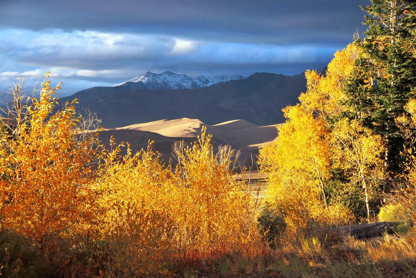 Autumn trees with golden leaves, mountains in the background beneath a cloudy sky.