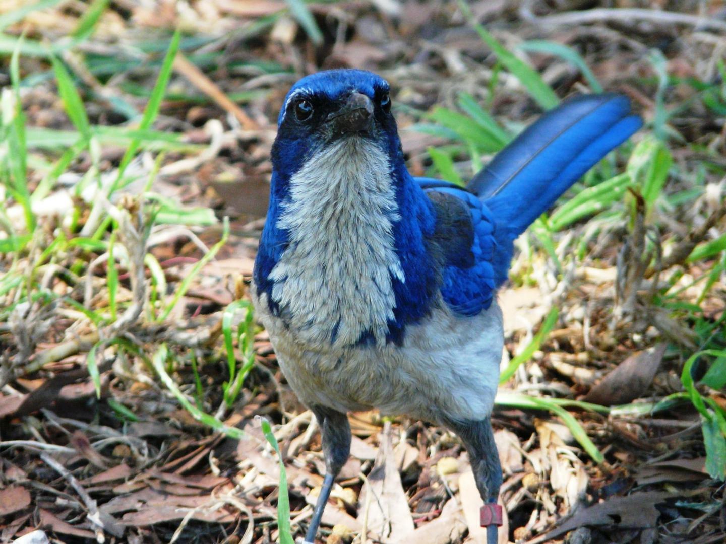 An island scrub-jay, a blue and white bird, standing on grass with a curious look. The setting is Channel Islands National Park