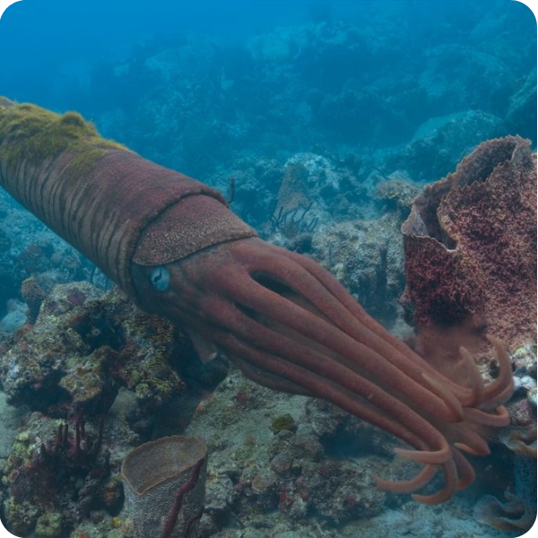 Giant squid-like creature among coral reefs underwater.