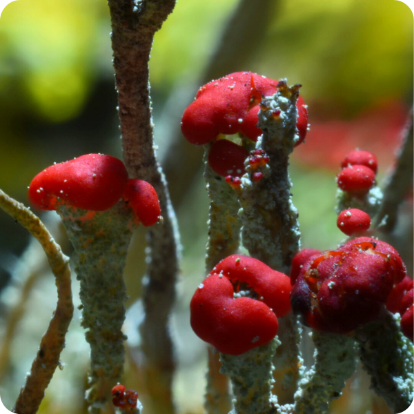 Red lichen growths on slender branches in a natural setting.