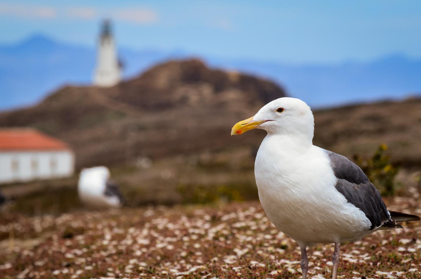 Seagull on grassy hill, lighthouse blurred in background, at Channel Islands National Park