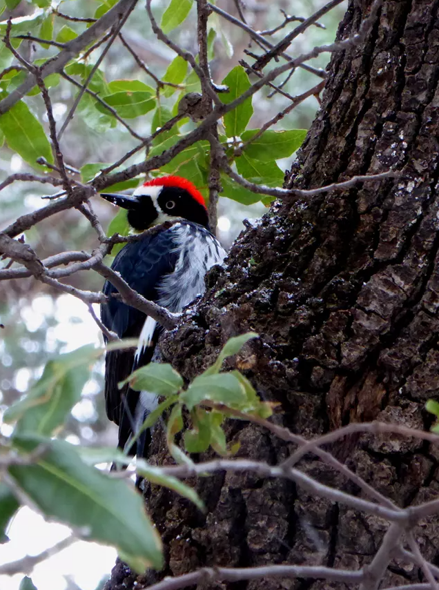 An acorn woodpecker with red head perched on tree trunk amidst branches and green leaves.