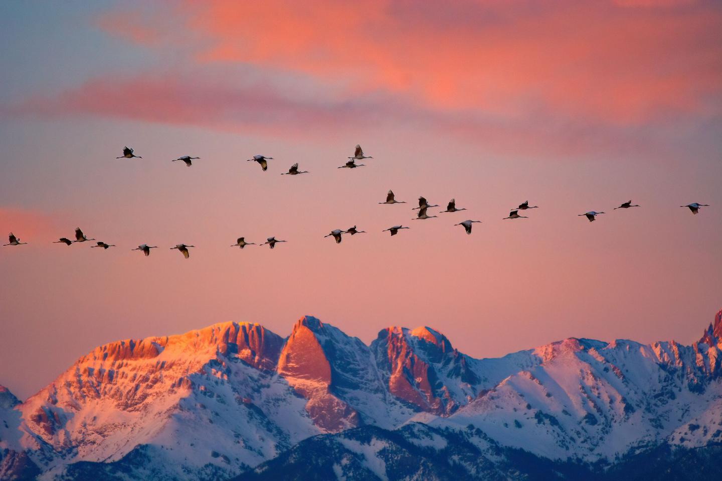 Sandhill cranes flying in formation over snow-capped mountains at sunset at Great Sand Dunes National Park and Preserve