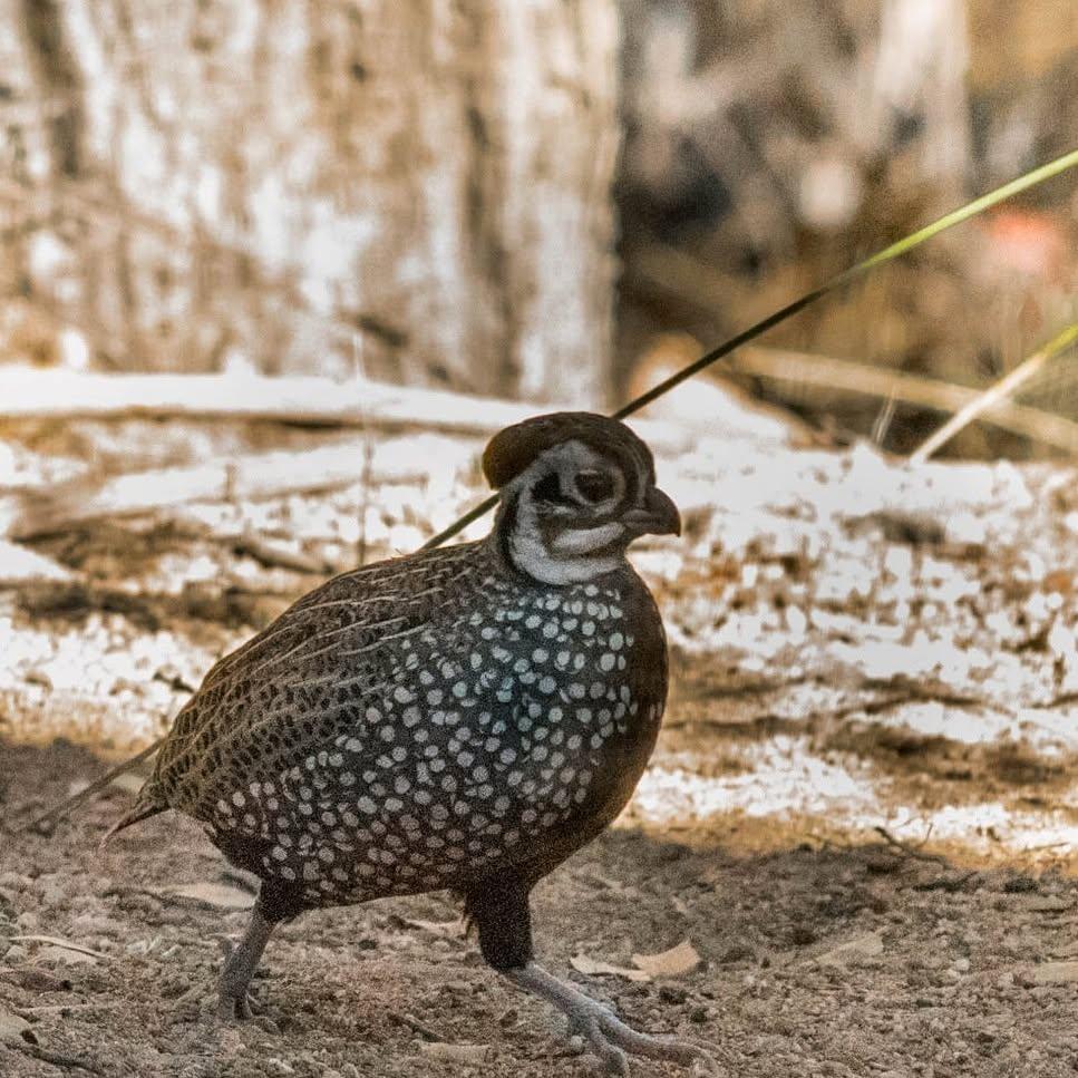A Montezuma quail with speckled feathers walking on dirt at Coronado National Memorial.