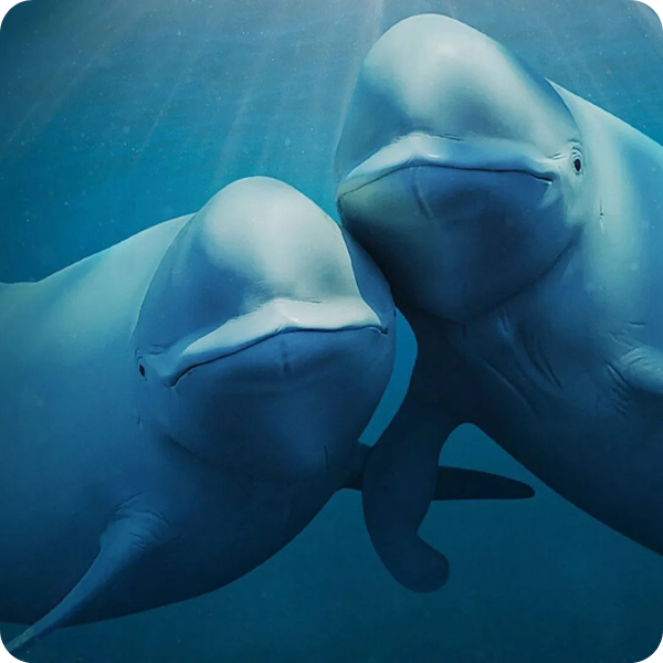 Two beluga whales swimming close together underwater.