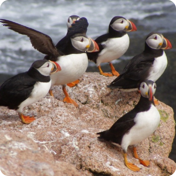 Six puffins on a rocky cliff by the sea.