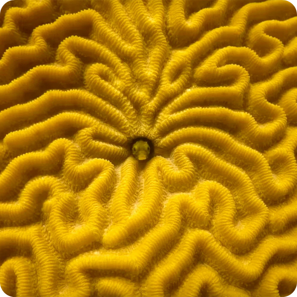 Close-up view of yellow brain coral pattern with small gish in center.