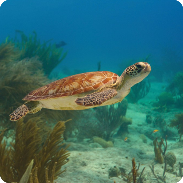 Sea turtle swimming over coral reef underwater.