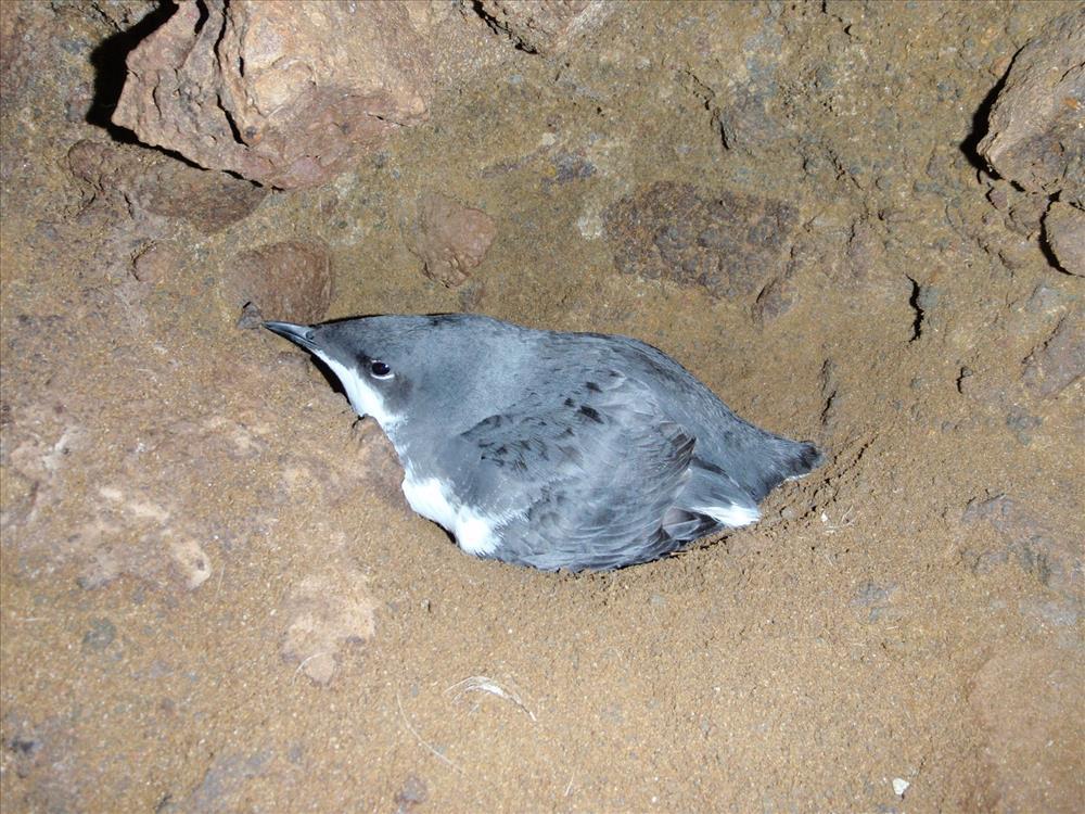 A Scripps Murrelet at Channel Islands National Park, nestled against a sandy rock surface.