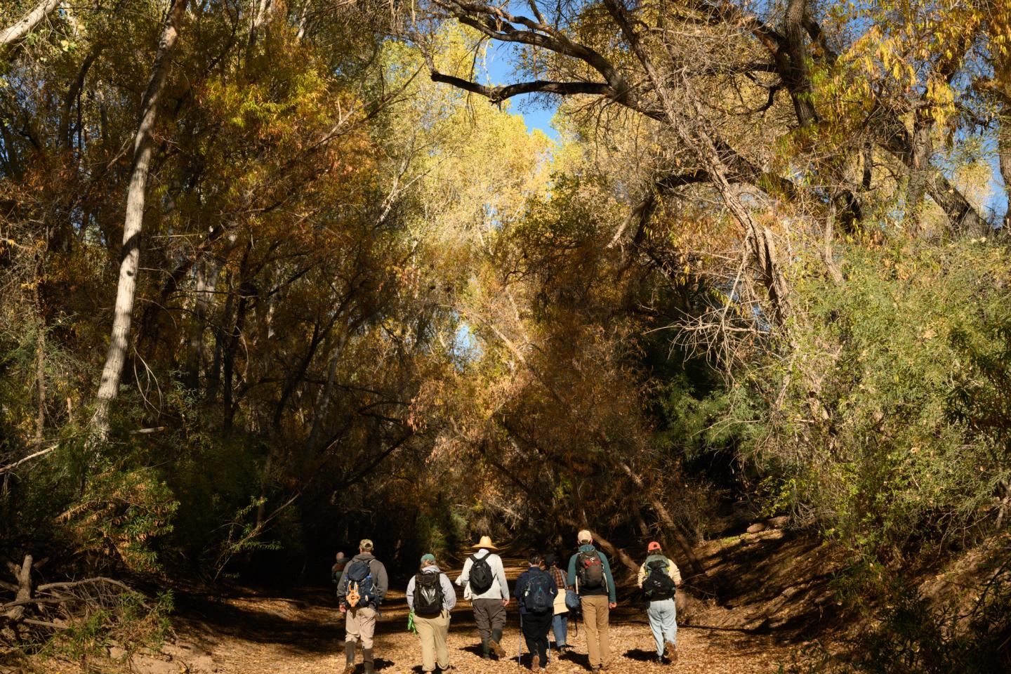 Group of people walking on a forest trail under autumn trees.