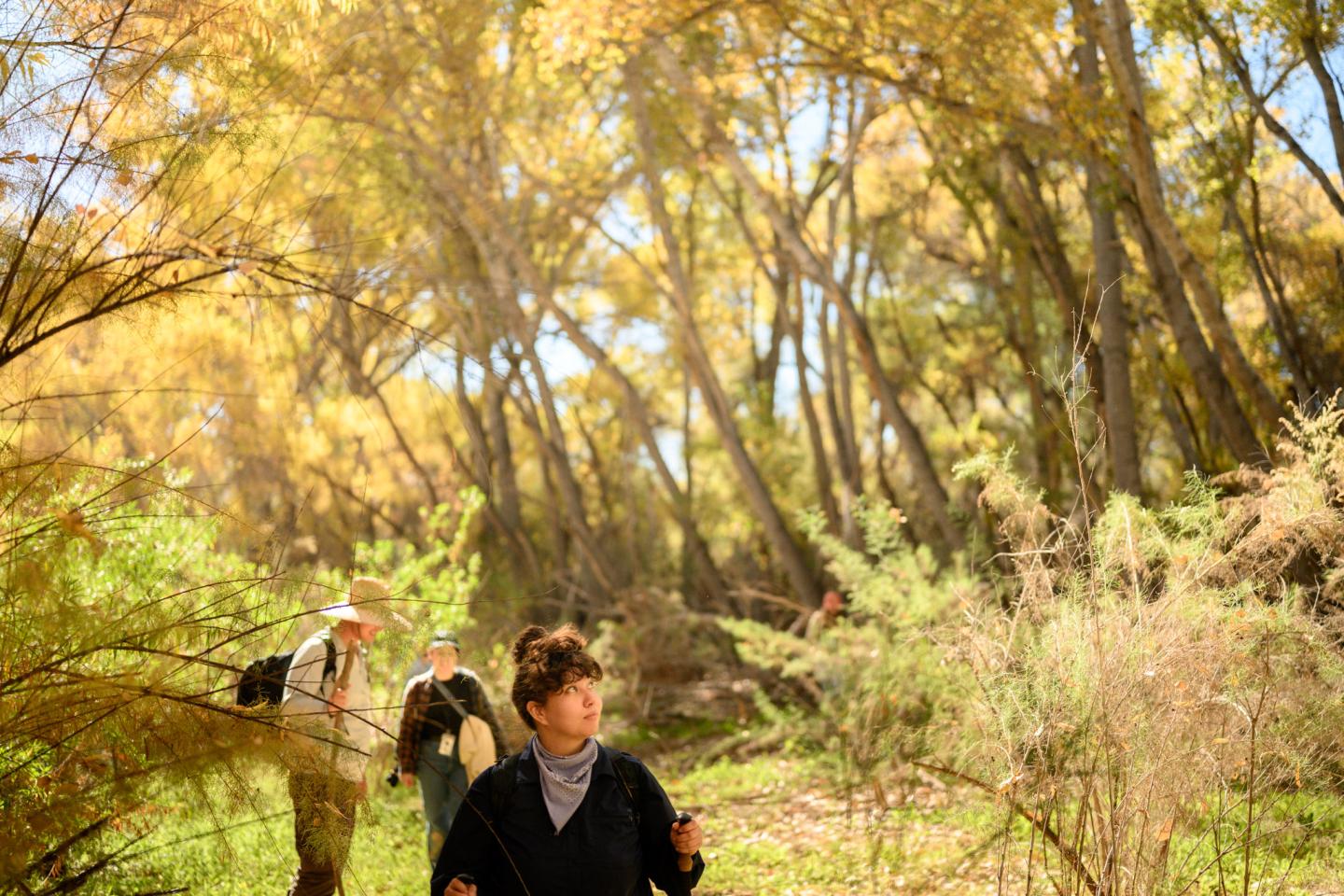 Three people walking through a sunlit autumn forest.