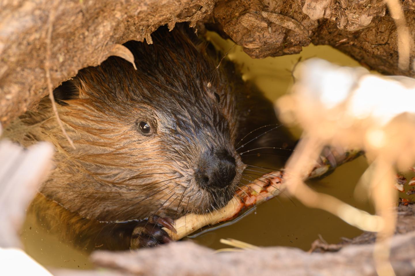 Beaver peeking from a den, surrounded by wood and mud.