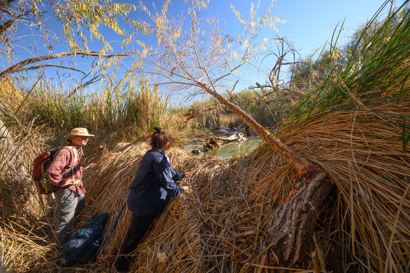 Two people explore dense tall grass and trees under a clear blue sky.