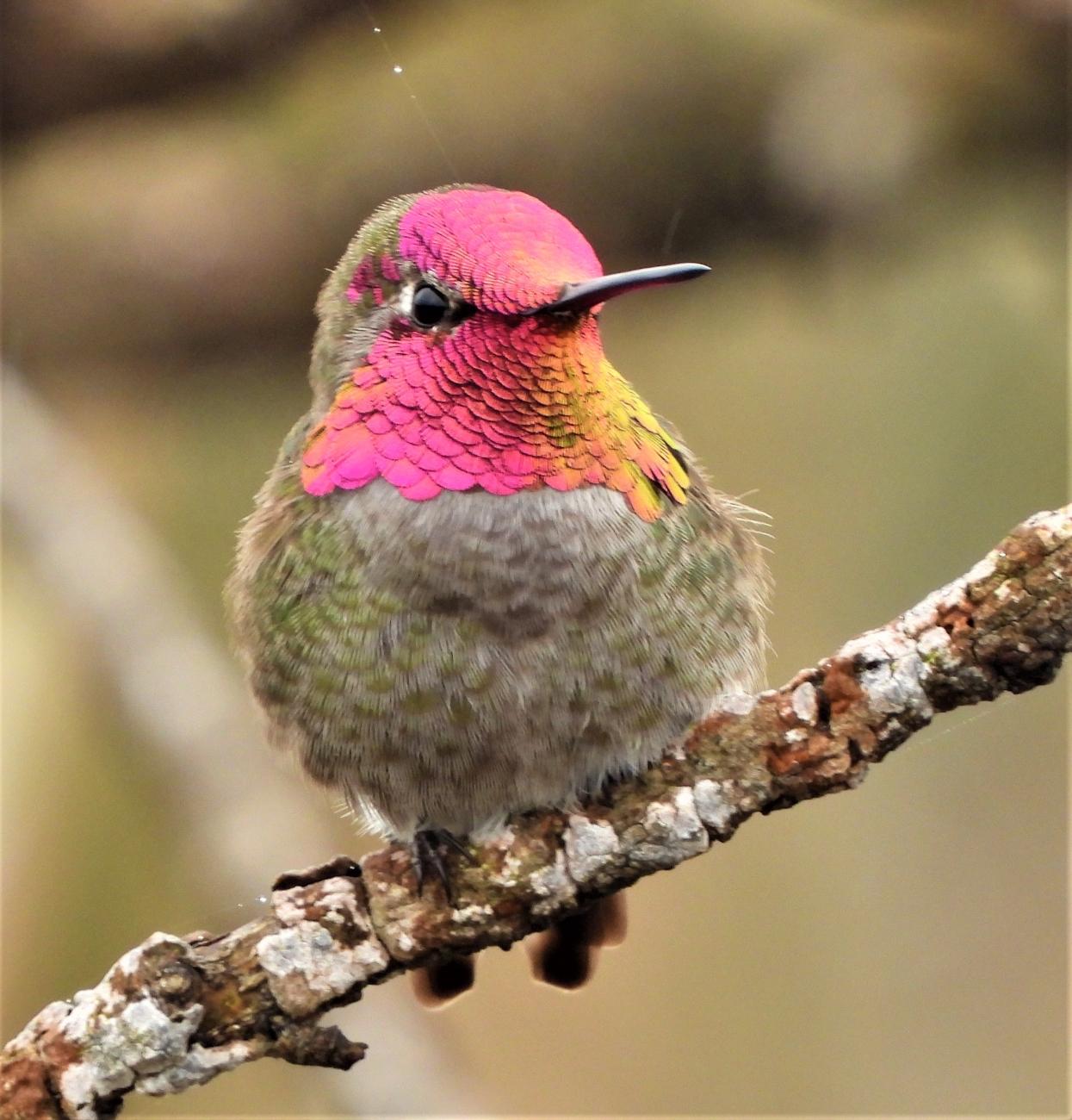 An Anna's hummingbird with iridescent pink and green feathers perched on a branch.