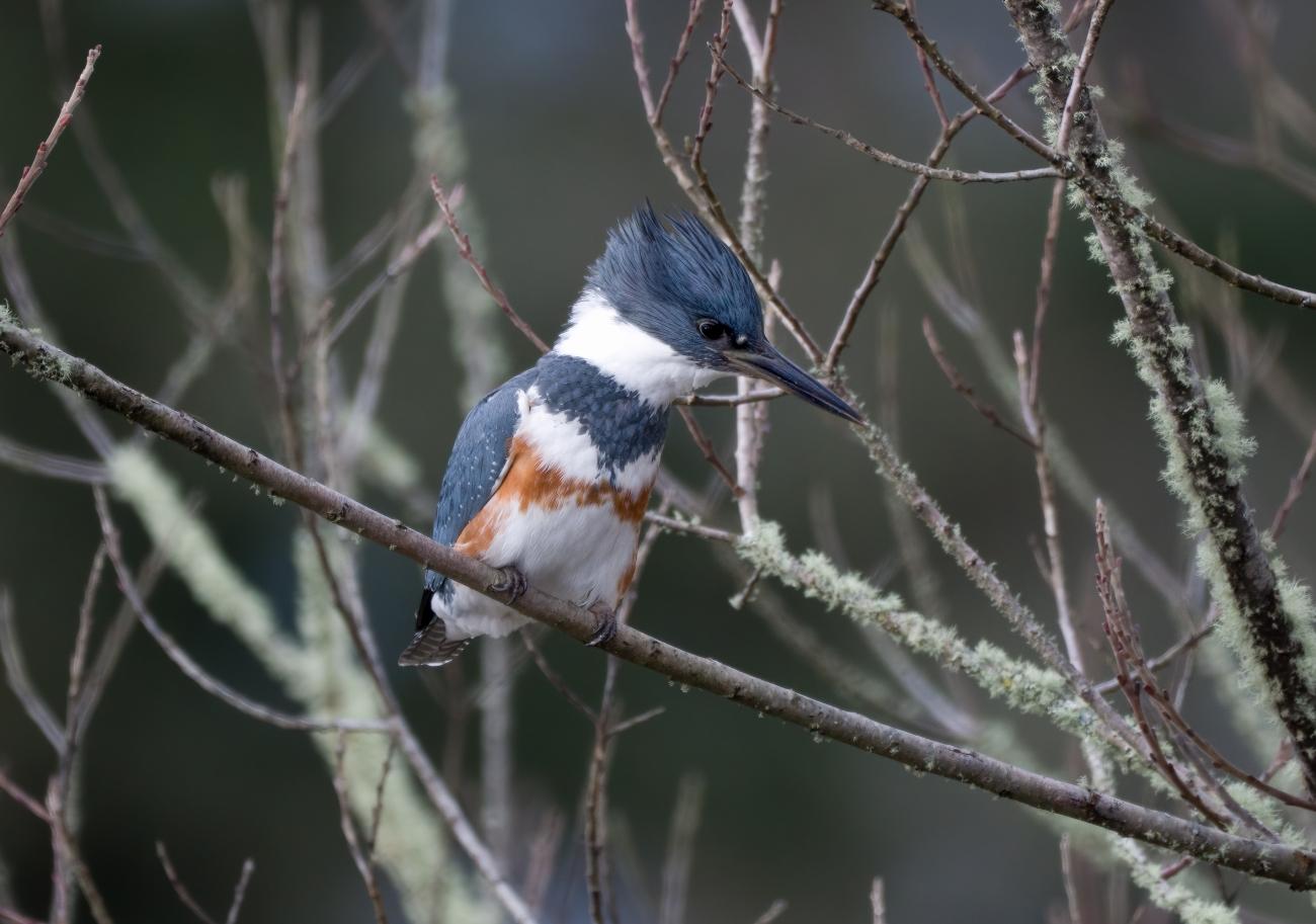 A belted kingfisher perched on a mossy branch, looking down, with a blurred natural background.