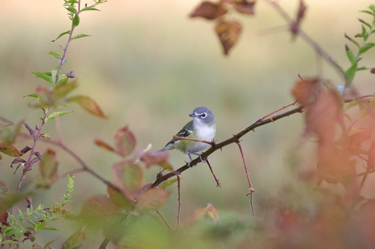 A blue-headed vireo perched on branch with blurred autumn foliage.
