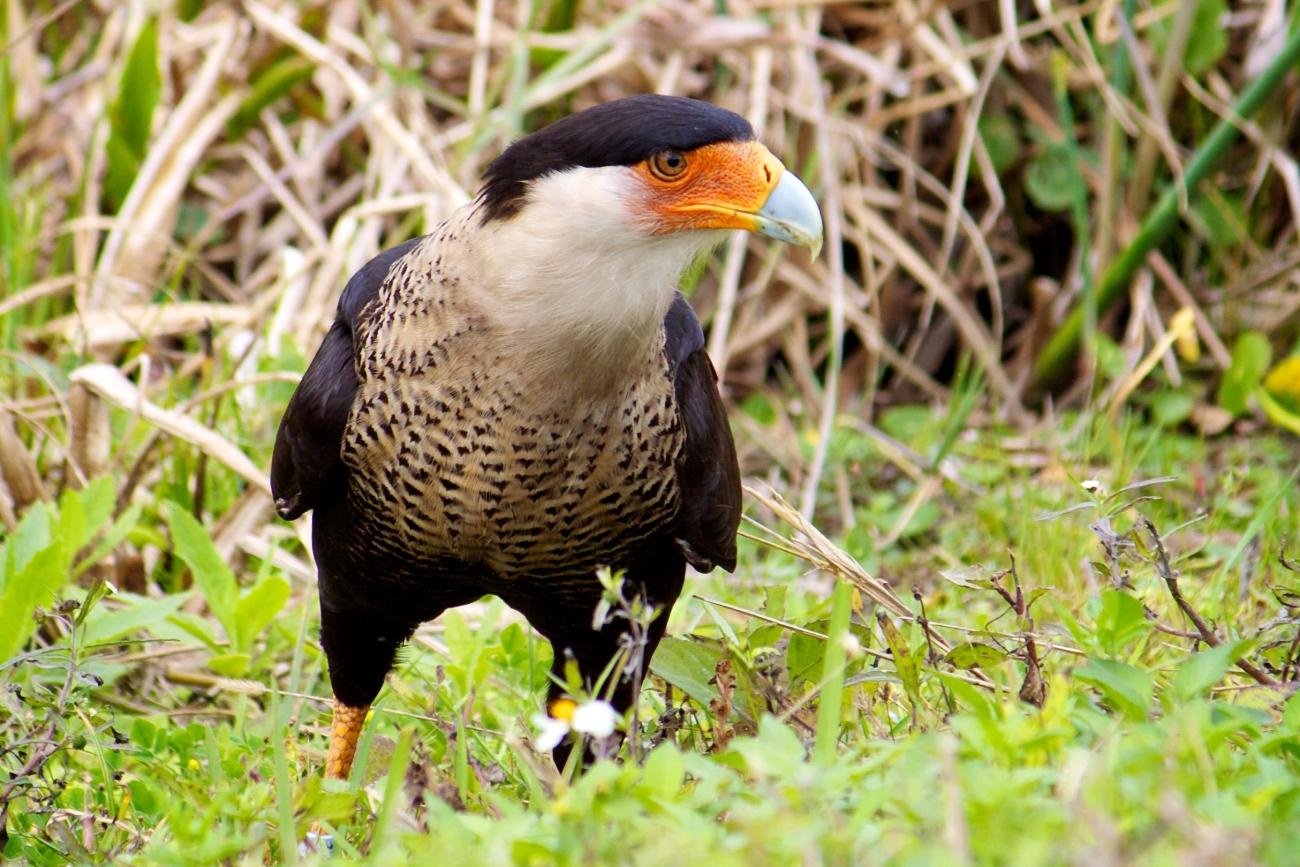 Crested caracara standing in green grass, surrounded by dry reeds.