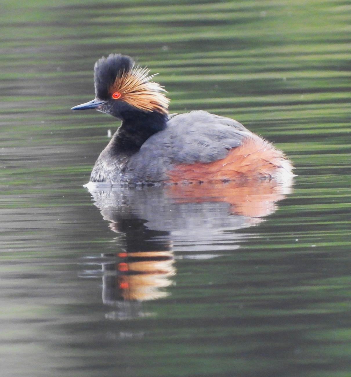 Eared grebe with red eyes and striking plumage on calm water.