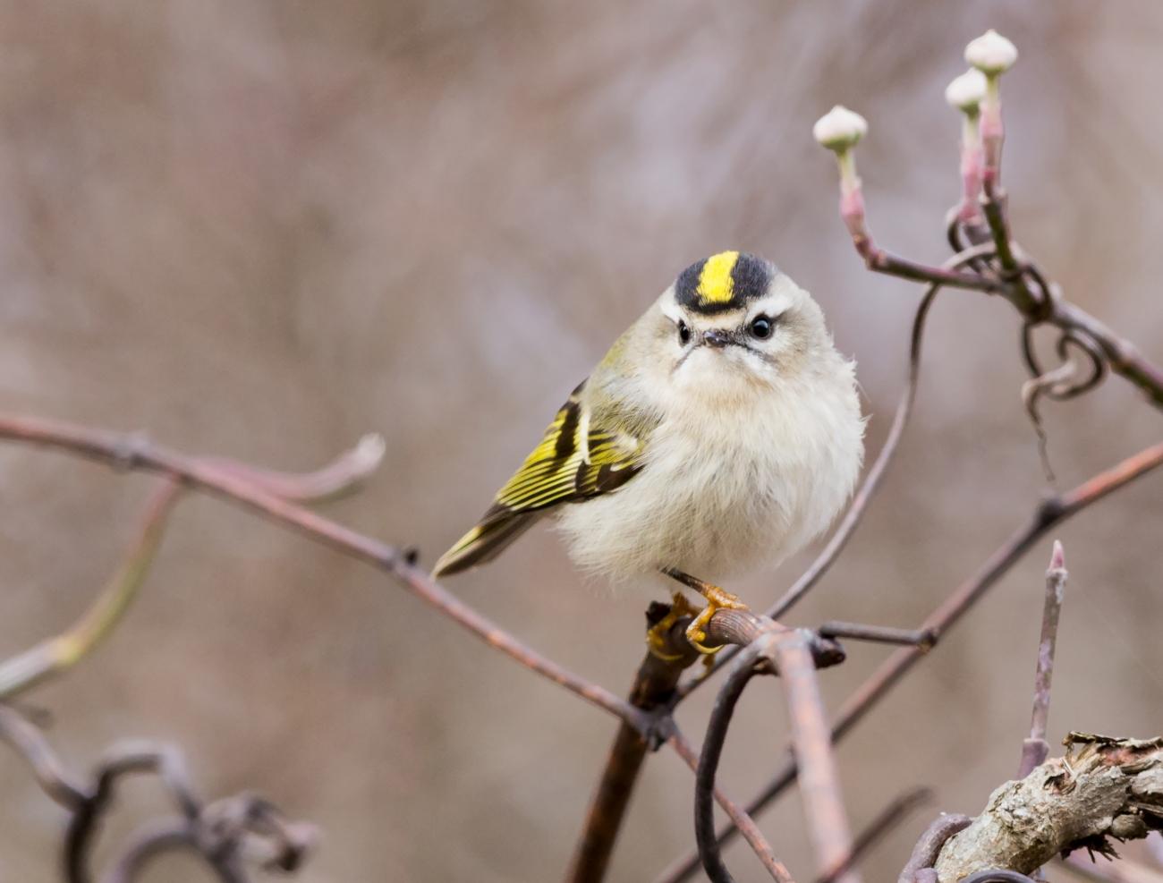 A golden-crowned kinglet, a small bird with yellow stripe, perched on a branch with blurred background.