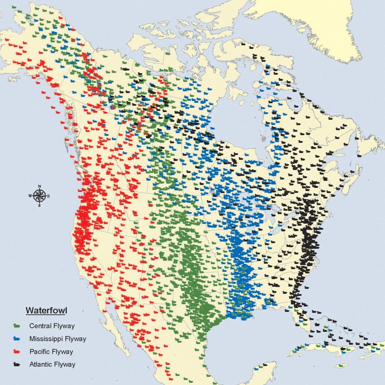 Map of North America with colored dots representing bird flyways.