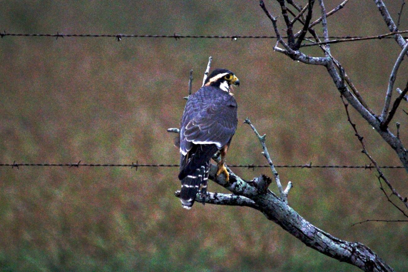 A northern aplomado falcon perched on a branch near barbed wire with blurred grassy background.