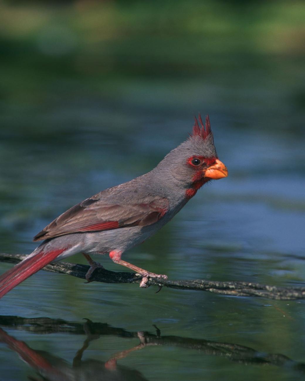 Gray and red desert cardinal standing on a branch over water.