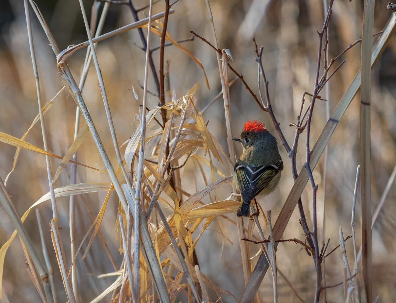 A ruby-crowned kinglet with a red crown perched among dry brown reeds.
