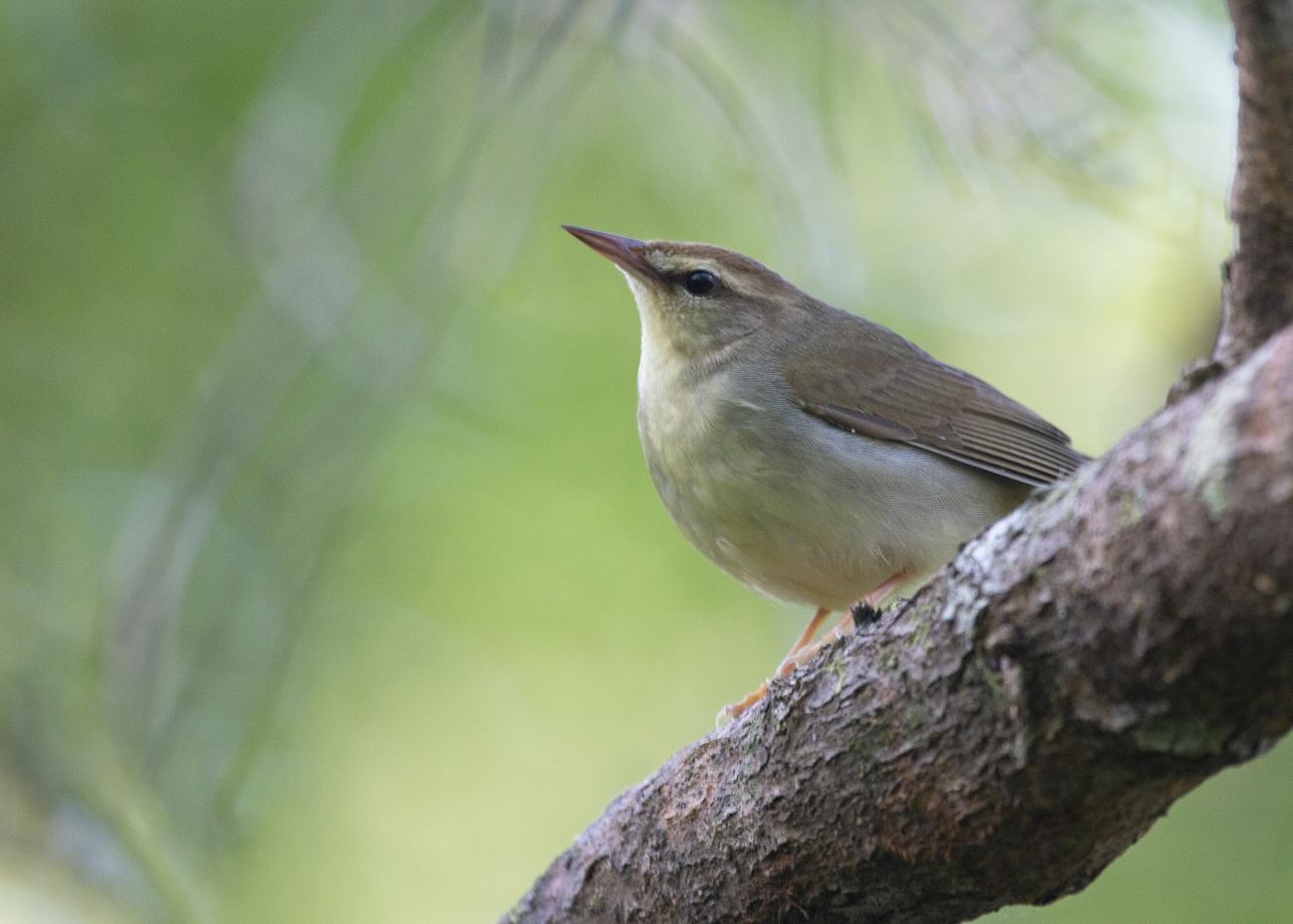 A Swainson's warbler perched on a branch in a forest.