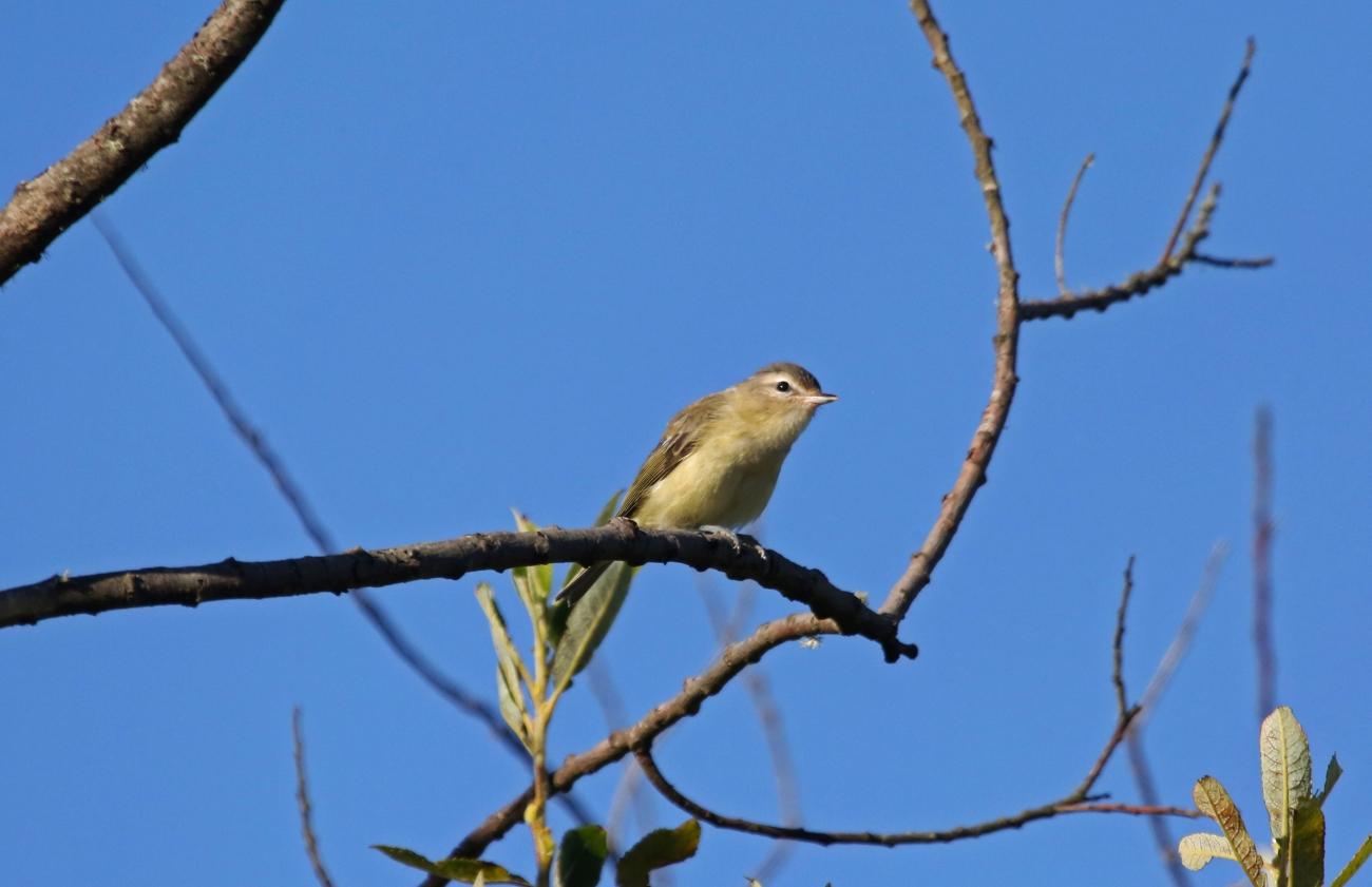 A warbling vireo perched on branch against clear blue sky.