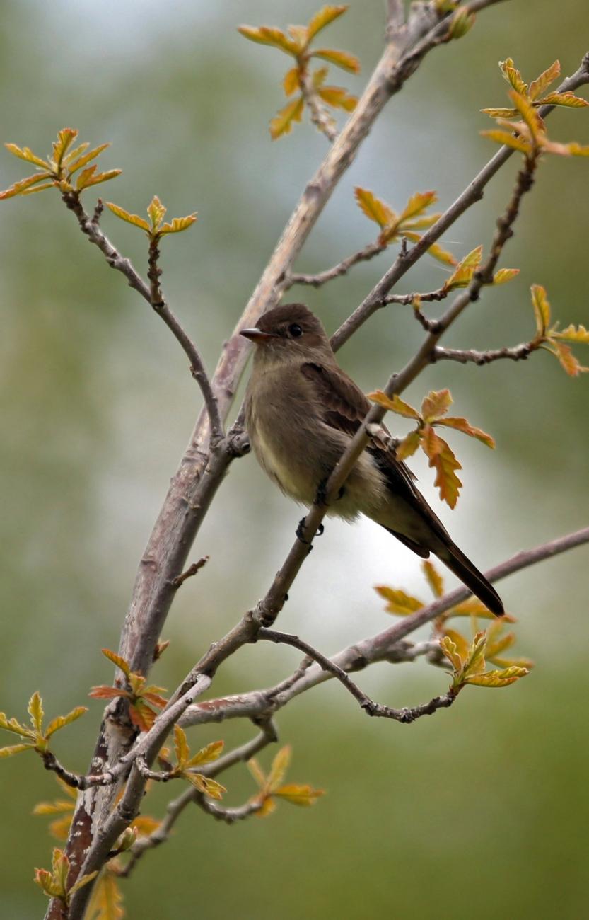 A western wood pewee perched on a branch with budding leaves.