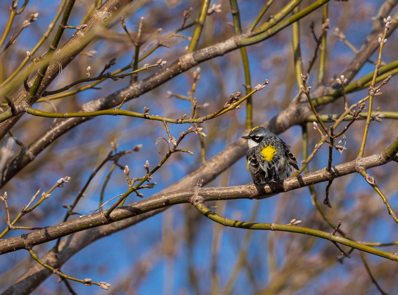 A yellow-rumped warbler on budding branches with blue sky background.