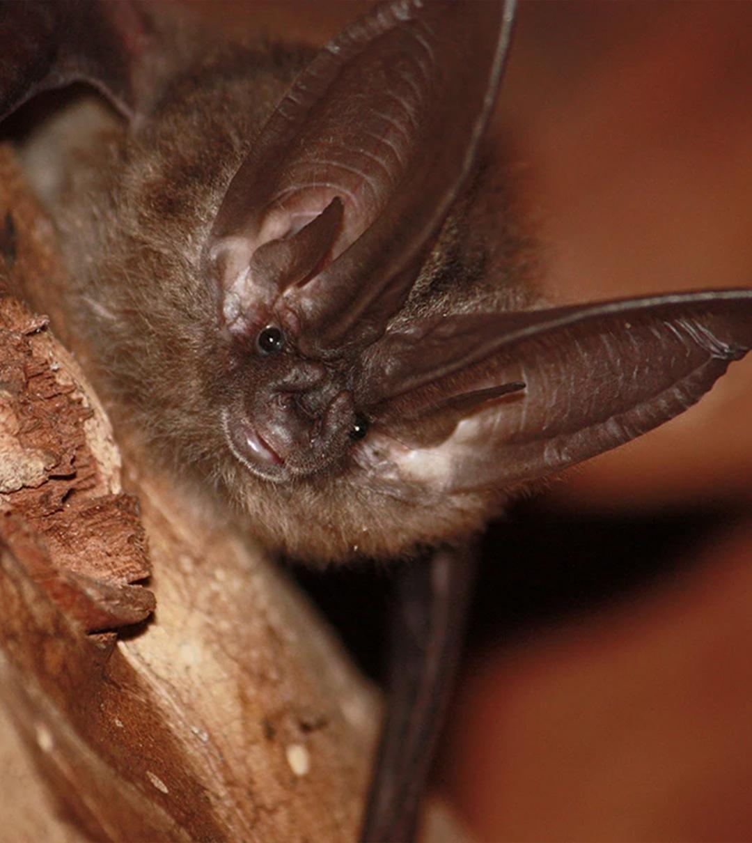 Close-up of a bat with large ears perched on a branch.