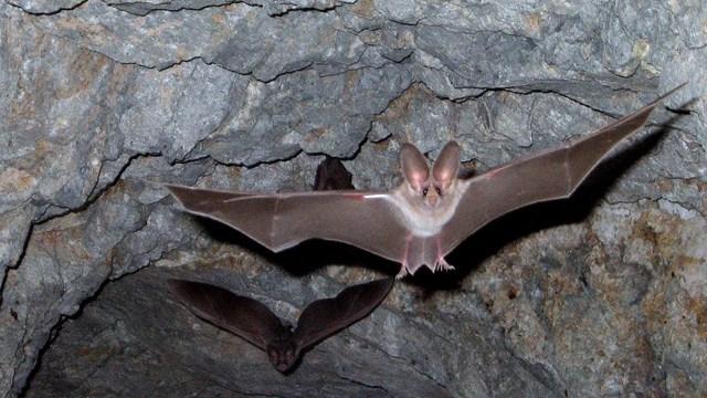 Two bats flying inside a rocky cave.