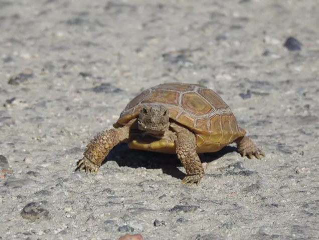 Tortoise walking on rough gray pavement.