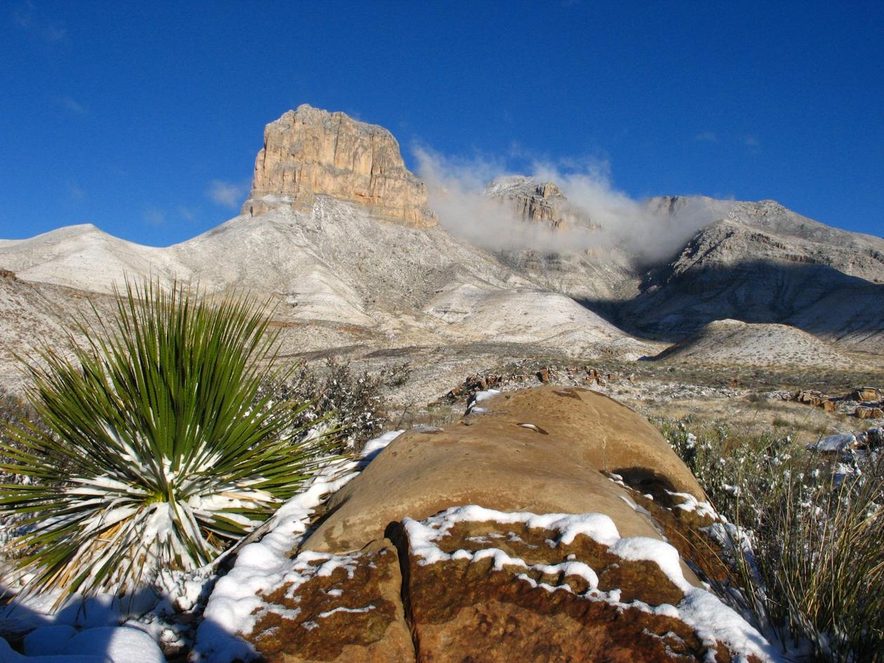 Mountain landscape with snow, clear blue sky, and green plant in foreground.