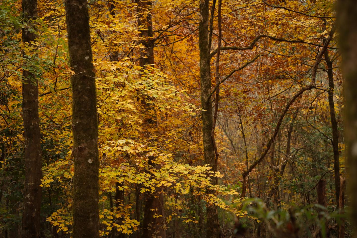 Forest with autumn leaves in shades of yellow and orange.