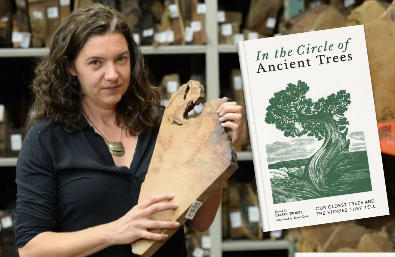 Dr. Valerie Trouet hold a slice of a tree with a book superimposed next to her titled "In the Circle of Ancient Trees."