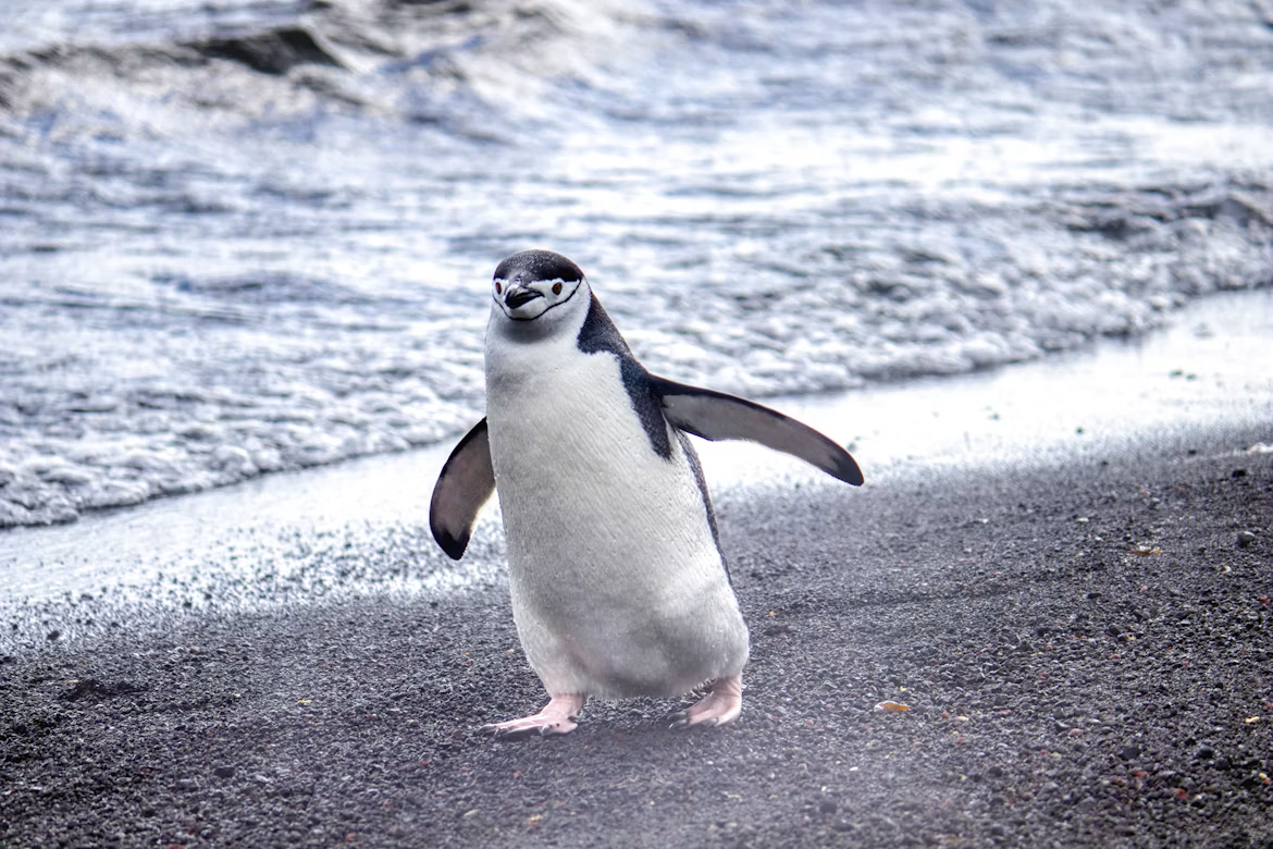 Penguin walking on a rocky beach by the waves.